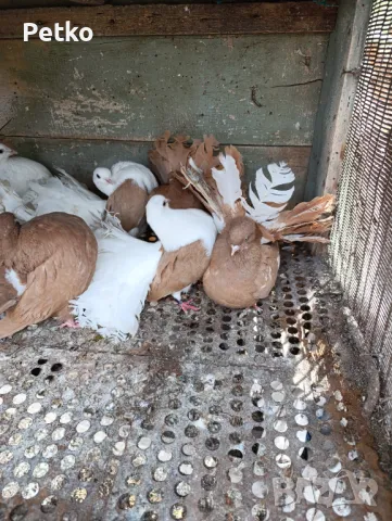 Продавам фенерлии, снимка 10 - Гълъби - 50149773