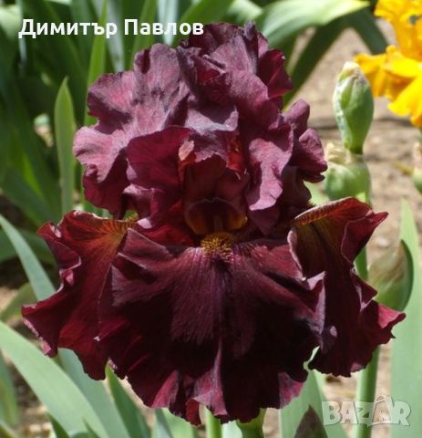 Перуника,ирис - различни цветове високи ароматни, снимка 1 - Градински цветя и растения - 37148734