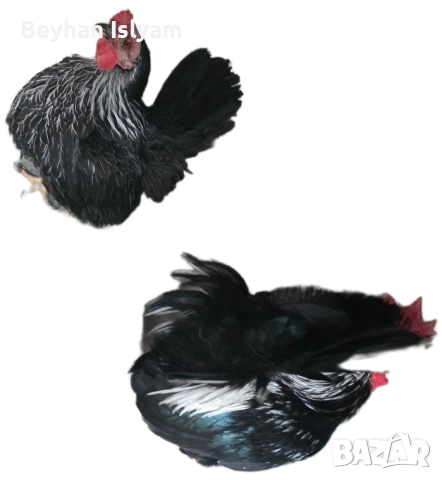 Продават се, снимка 6 - Кокошки и пуйки - 54016404