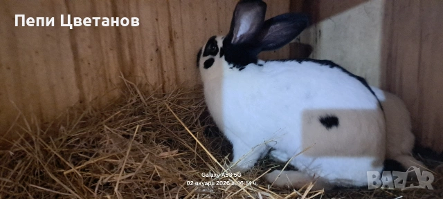 Породисти Зайци 20€, снимка 8 - Други животни - 53753122