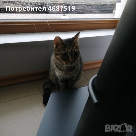 Търсим дом на Тъчи, снимка 3 - Други - 52847802