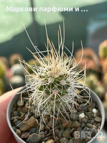 Продавам екзотични кактуси, колекционерски, редки видове - Echinocereus Nicholii, El Capitan и други, снимка 14 - Градински цветя и растения - 46569146