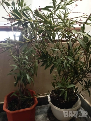 2 бр. олеандри/закуми/