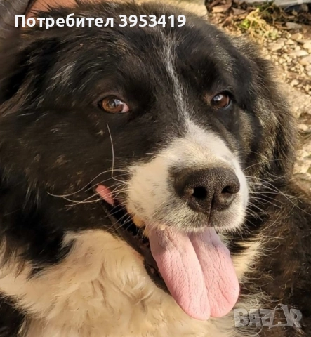 каракачански кученца със доказан произход, снимка 3 - Каракачанска овчарка - 52579680