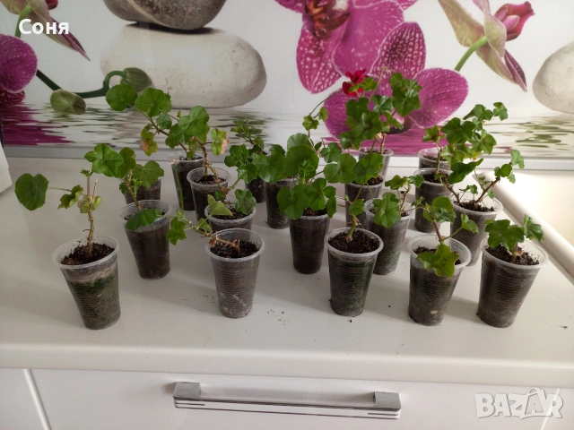 Тъмно червени сакъзи, снимка 4 - Градински цветя и растения - 53689994