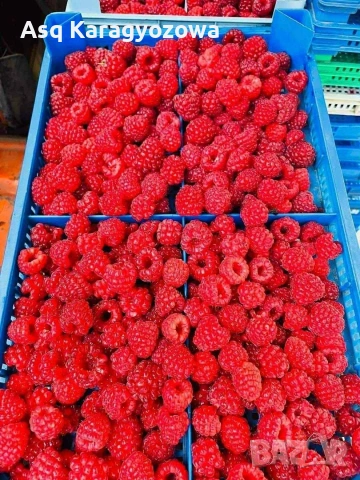 Разсад Ядоги и Малини, снимка 4 - Разсади - 53747286