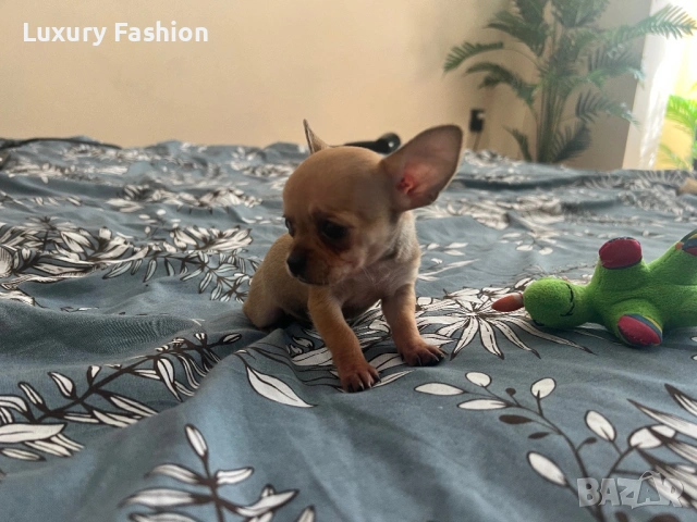 Мини чихуахуа момченце, снимка 4 - Чихуахуа - 54218067
