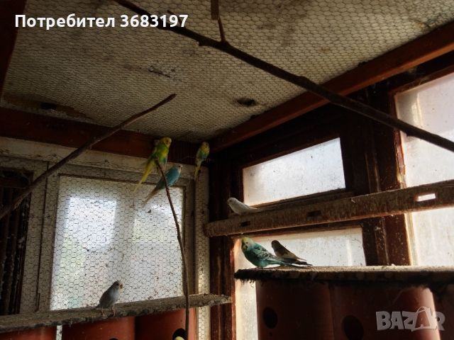 Ято папагали , снимка 1 - Папагали - 45253752