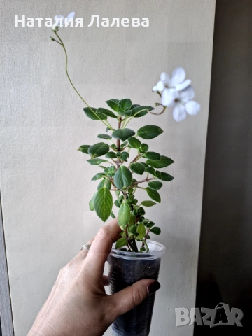 Бяла стрептокарпела, streptocarpella white