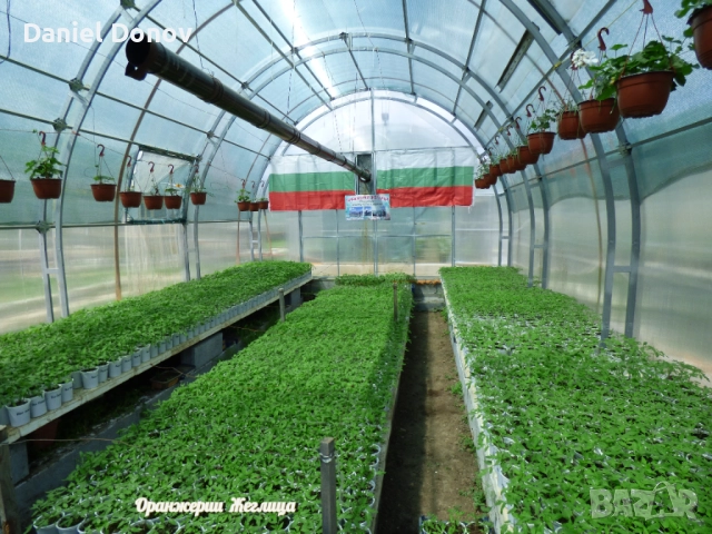 КАТАЛОГ РАЗСАДИ ПРОЛЕТ-ЛЯТО 2026, снимка 10 - Разсади - 52473586