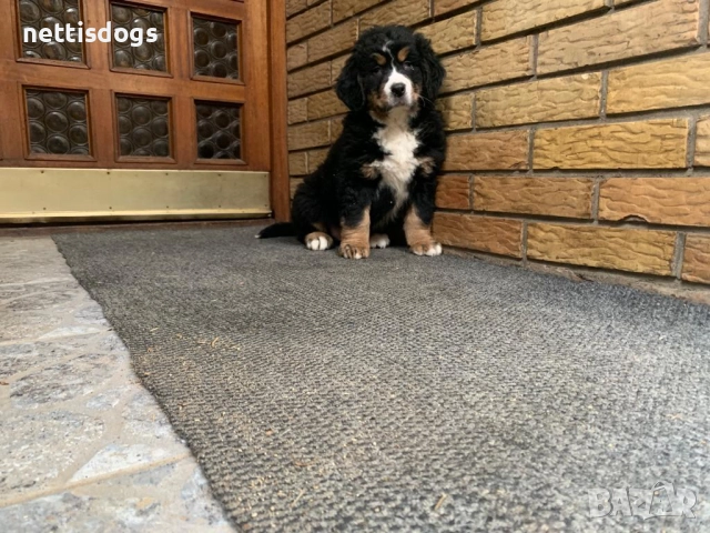 Бернски Овчарки (Бернски Зененхунд) - внос, снимка 5 - Други - 48021243