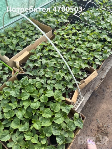 Разсад краставици Сандра F1, снимка 4 - Разсади - 54207360