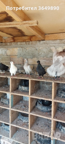 Американски високолетачи, снимка 3 - Гълъби - 51857267