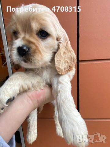 Кокер шпаньол игриво момченце, снимка 6 - Кокер шпаньол - 53724874