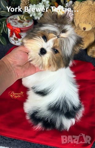 Йоркширски ТЕриер- най добри приятели за семейство! Доставка , снимка 4 - Йоркширски териер - 54234441