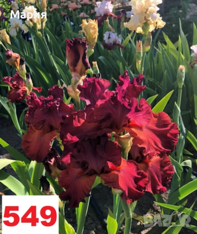 Сортови вискоки ириси /брадати ириси, снимка 6 - Сортови семена и луковици - 46410730