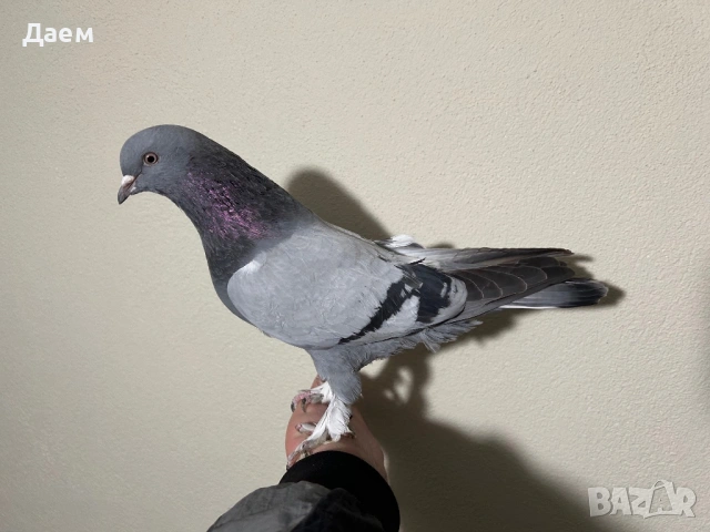 Мардини за игра и Спортни Пощи, снимка 5 - Гълъби - 54296862