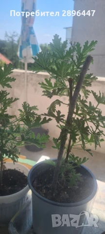 Индрише, много ароматно, разклонено, снимка 4 - Градински цветя и растения - 45320151