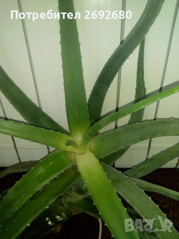 Коледничета,кливия,исусов венец, кротон, сенсевиера,хибискус , снимка 18 - Стайни растения - 42021101