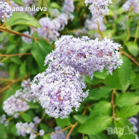 Калифорнийски люляк Хенри Дефозе,  Ceanothus 'Henry Defosee', снимка 13 - Градински цветя и растения - 46888623