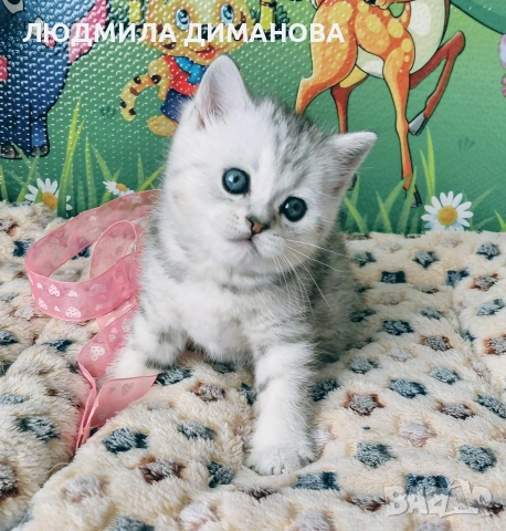 Шотландско мъжко Скоттиш Страйт. , снимка 7 - Британска късокосместа - 53737992