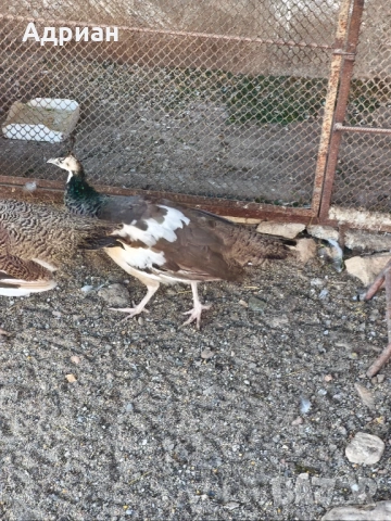 Пауни, снимка 3 - други­ - 53843400