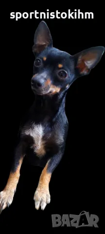 Мини пинчер свободно момче ( светлото) и момиче черно , снимка 1