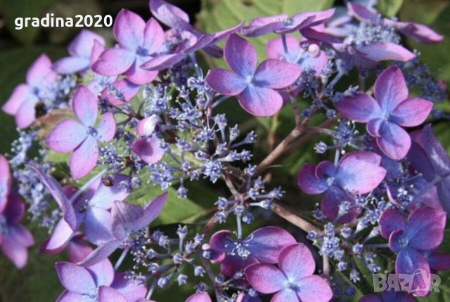   Хортензия „Бурса“ – компактна планинска хортензия, снимка 3 - Разсади - 54161620
