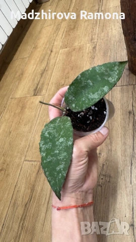 Hoya Хоя Caudata Green Borneo 