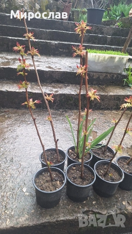 Продавам декоративен храст Сорбария (Sorbaria), снимка 5 - Градински цветя и растения - 54007351