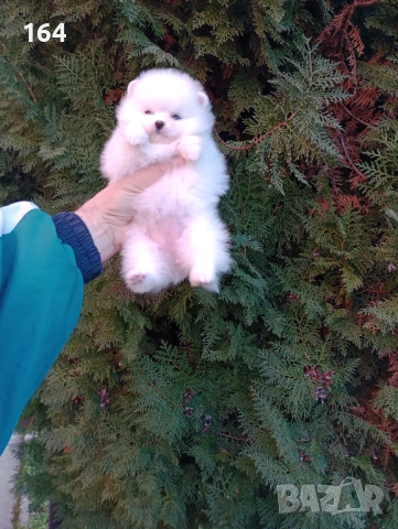 Женски Померани. Различни възрасти!, снимка 3 - Померан - 52725199