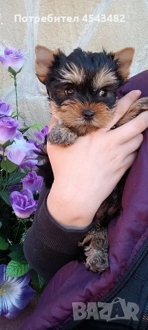йоркширски териер мини йорки , снимка 3 - Йоркширски териер - 53250536