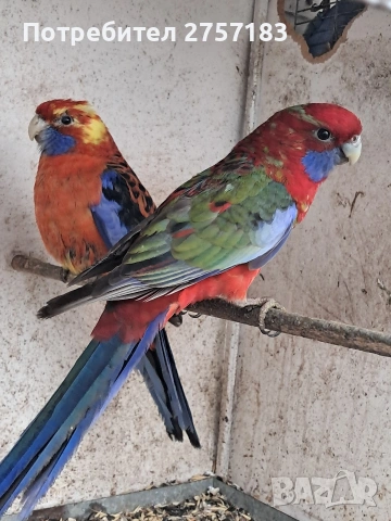 продавам пенантови розели