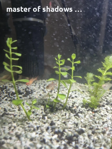 Продавам малки рибки на брой 1.28 евро  , снимка 7 - Рибки - 53345421
