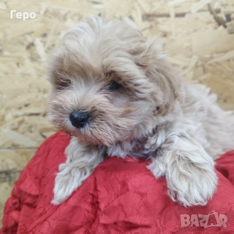 малтипу , снимка 6 - Пудели - 53601593