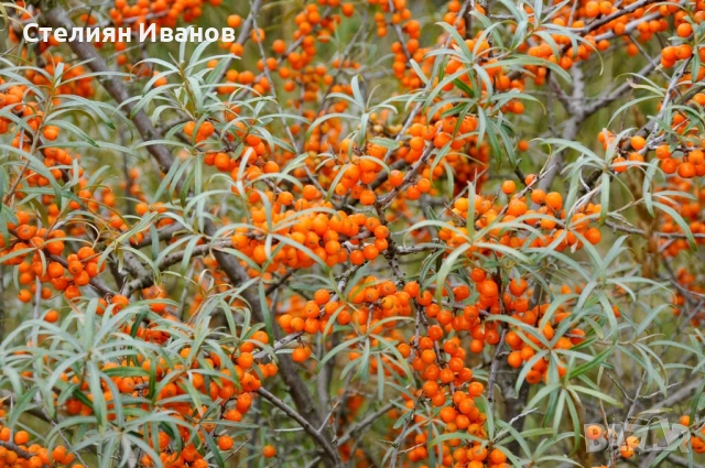 Облепиха, ракитник, сибирски ананас, морски зърнастец (Hippophae rhamnoides), снимка 5 - Градински цветя и растения - 52354345