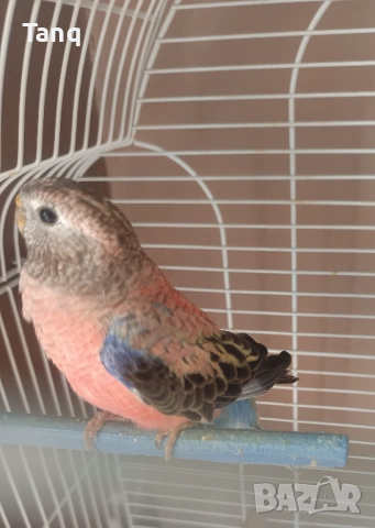 Буркова неофема , снимка 6 - Папагали - 53692104