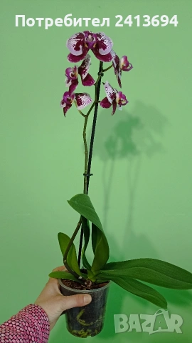орхидея фаленопсис , снимка 2 - Стайни растения - 54242784