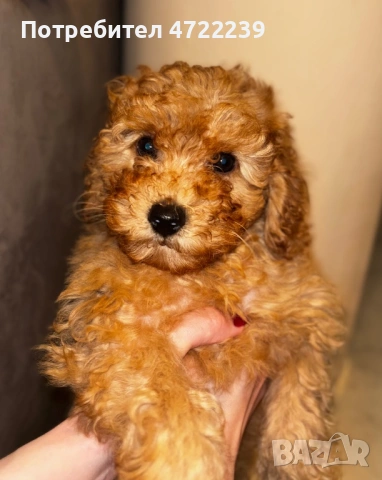 Среден женски пудел априкот