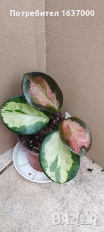 Хоя Australis Lisa