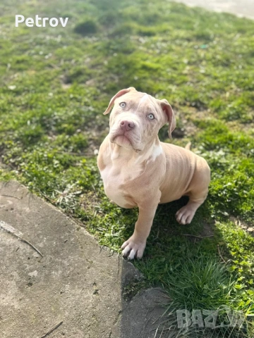 Американско були , снимка 5 - Питбул - 53690899