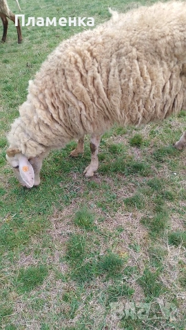 Продавам овца