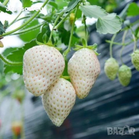 100 семена от плод бяла ягода органични плодови ягодови семена от вкусни ягоди отлични плодове с мно, снимка 7 - Сортови семена и луковици - 46471597