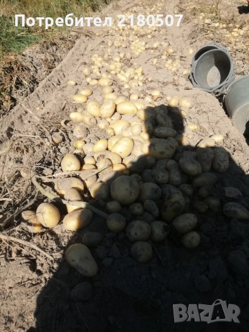Картофи семе, снимка 8 - Разсади - 38859159