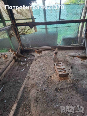 Червено златни и седлати фазани, снимка 6 - други­ - 53172703