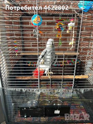 Папагал Жако 