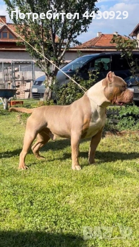 Американско Були XL, снимка 8 - Американски стафордширски териер - 53671438