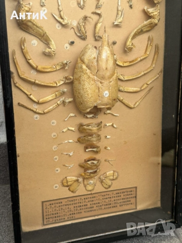 Соц Учебен Модел на Рак Разчленен Учтехпром, снимка 7 - Антикварни и старинни предмети - 52386820