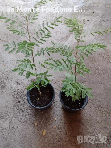 Цезалпиня - Caesalpinia Gilliesii , снимка 6 - Градински цветя и растения - 53635952