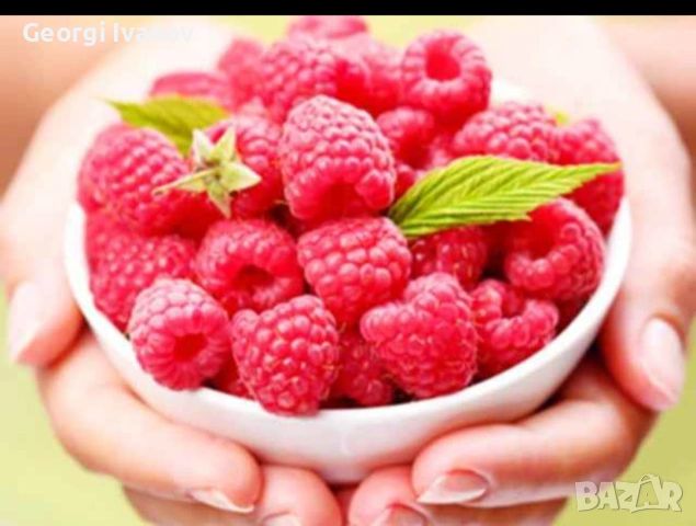 Расат Ягуди и Малини, снимка 4 - Разсади - 53695739